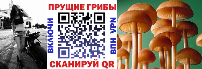 Галлюциногенные грибы GOLDEN TEACHER  что такое   Октябрьский 